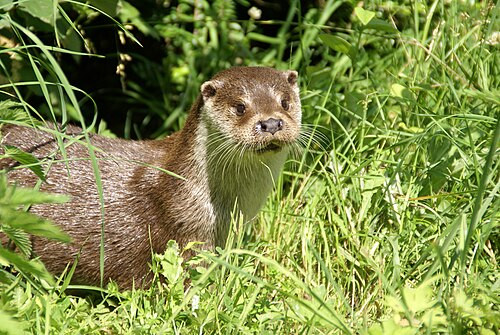 loutre-europe-enne-5582