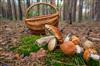 panier-de-cepes-en-foret-2525